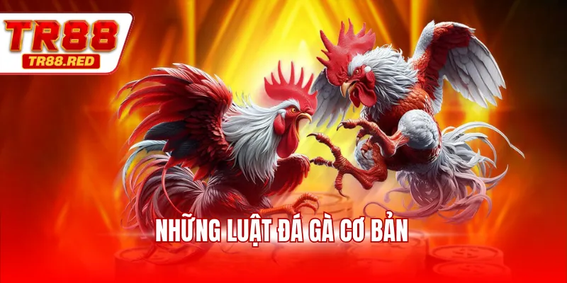 Những luật đá gà cơ bản